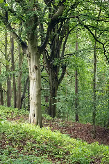 Koningshof