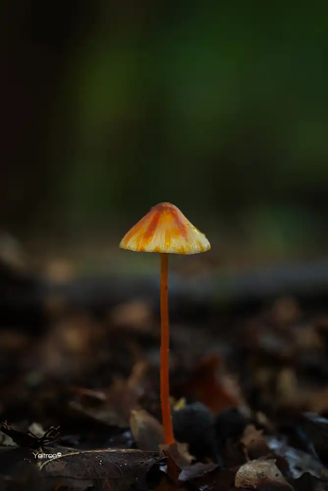 Paddenstoelen zoektocht