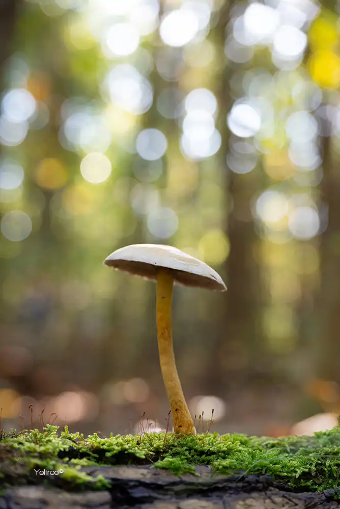 Puur bokeh-thumb