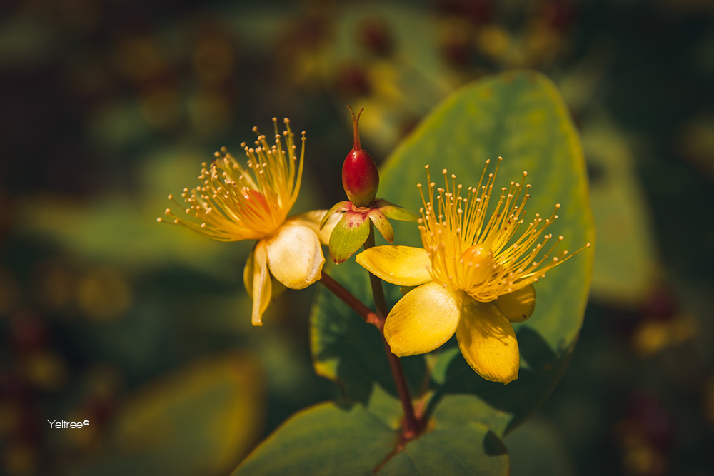 Gekke sprietjes-thumb