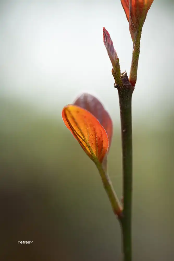 In bloei-thumb