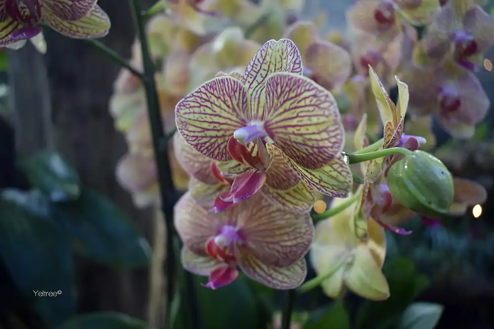 De Orchideeën Hoeve