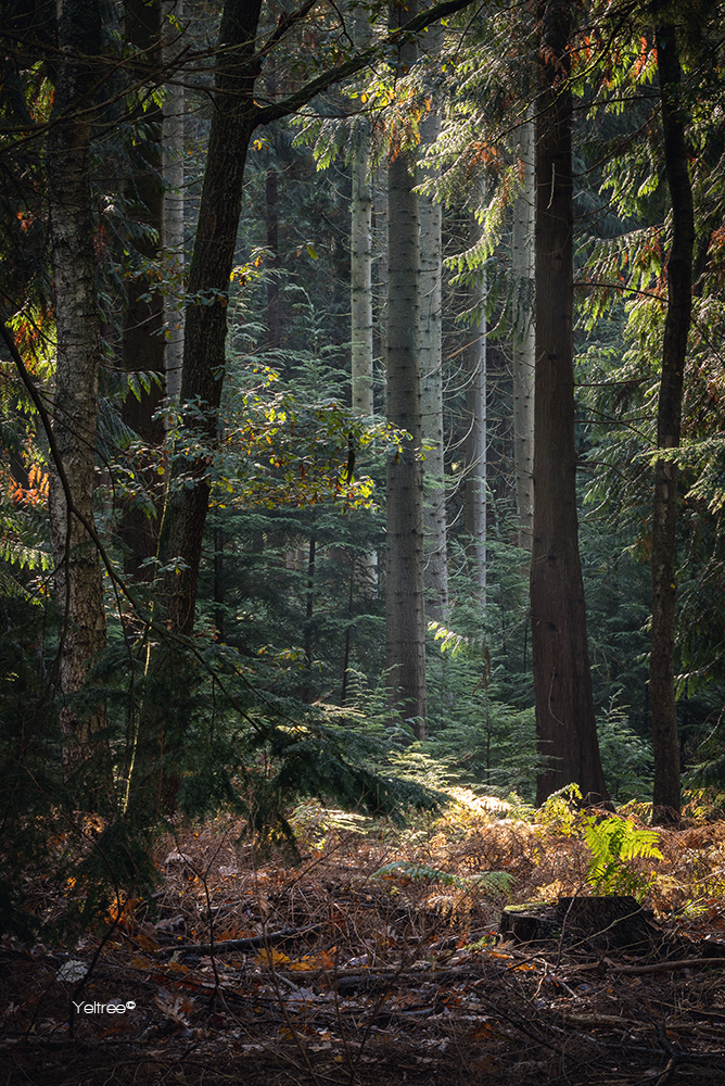 Lichtinval in het bos-thumb
