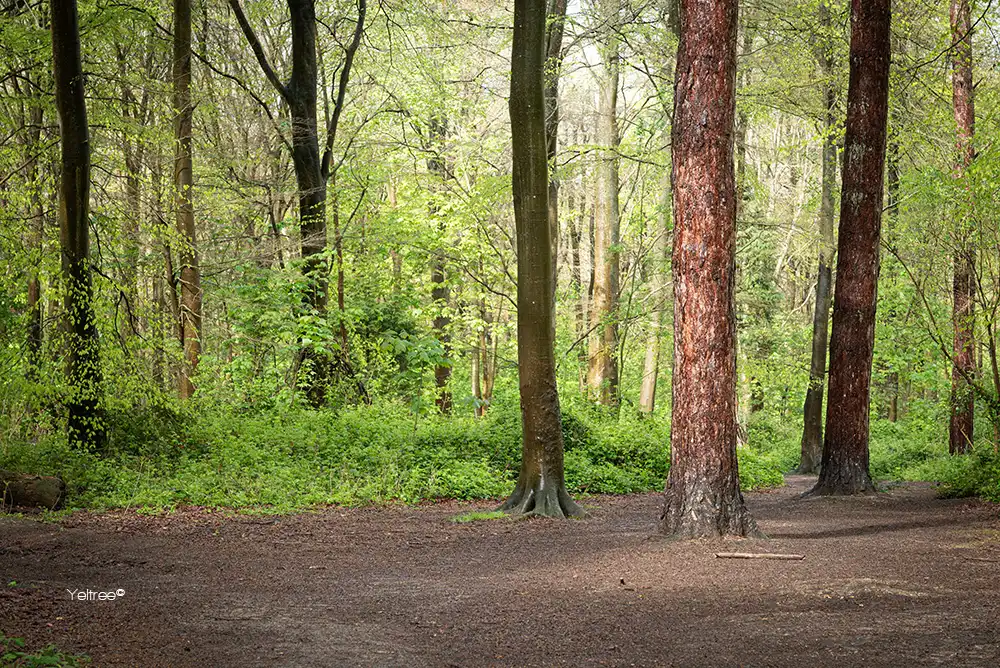 Het bos-thumb