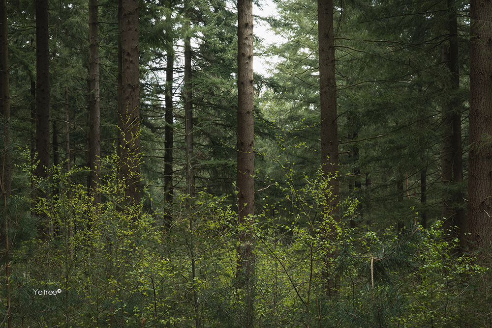 Licht blaadjes-thumb