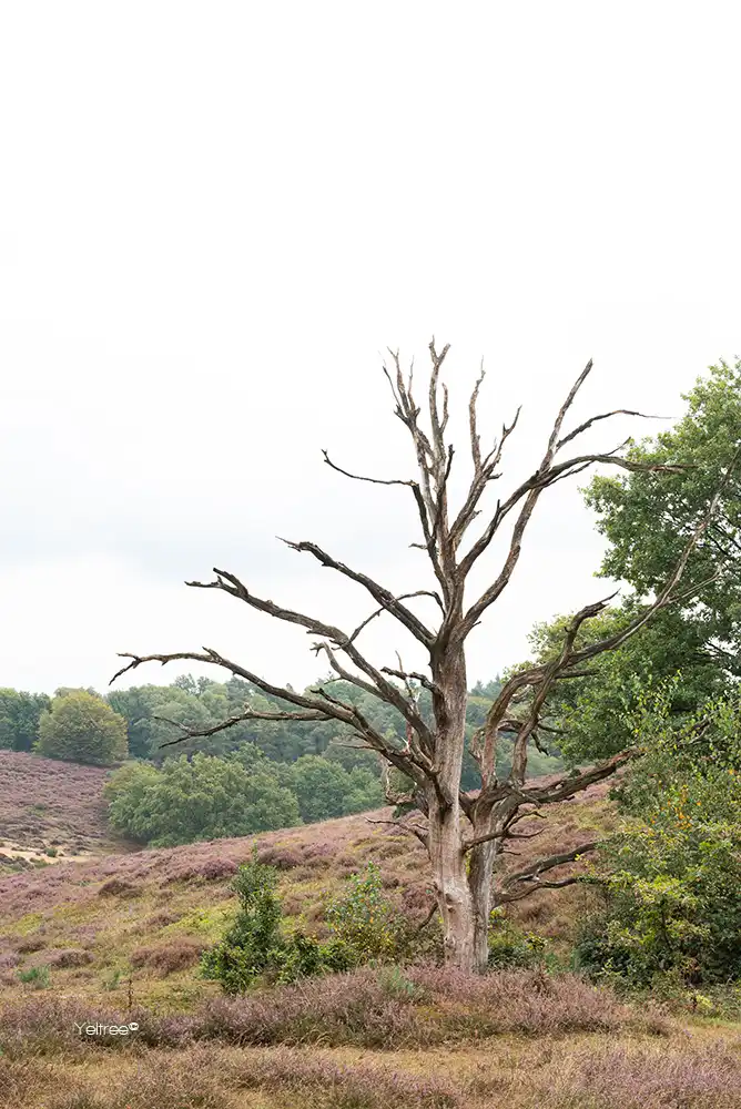 Een verjaardag op de Veluwe