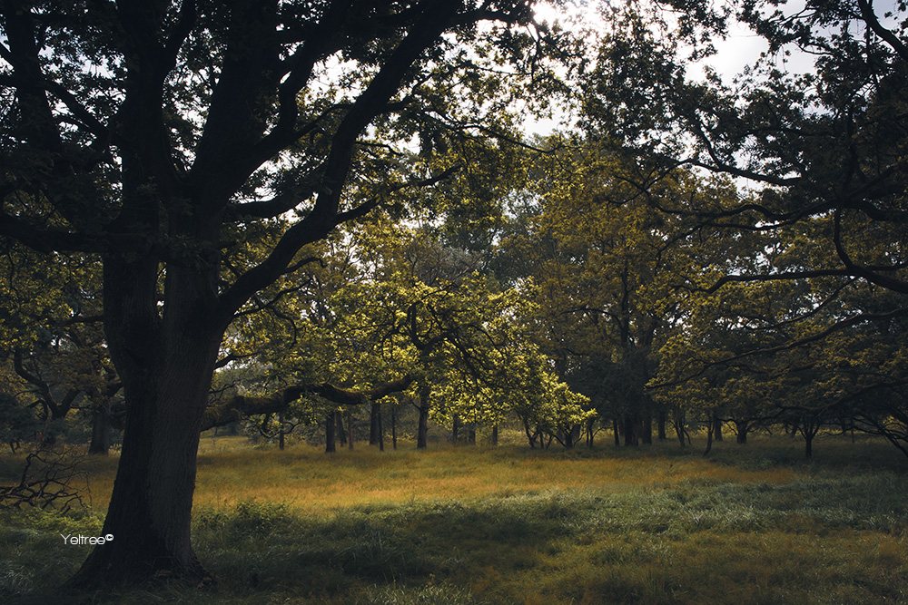 Mooie lichtinval-thumb