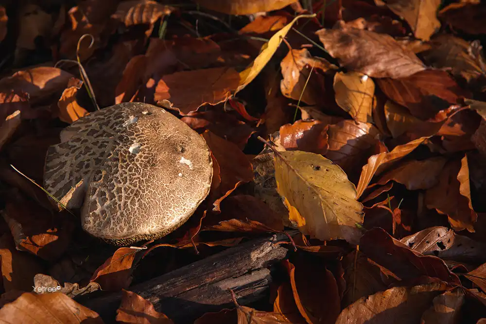 Ware herfst-thumb