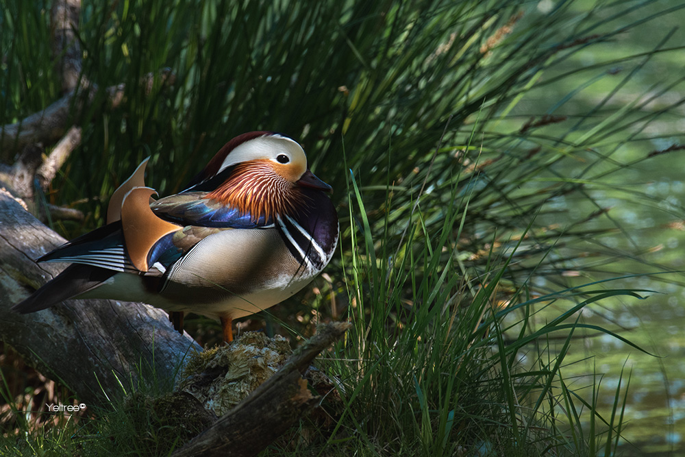 De mandarijneend-thumb