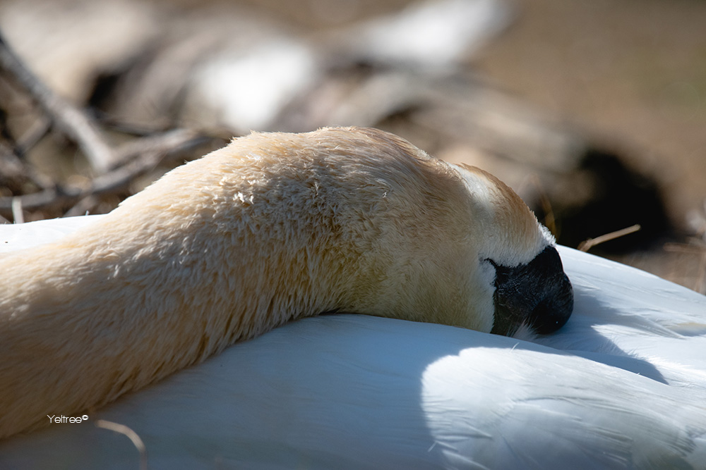 Weltrusten zwaan-thumb